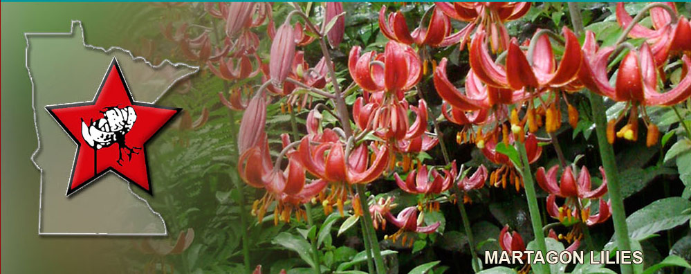 North Star Lily Society logo over photo of martagon lilies